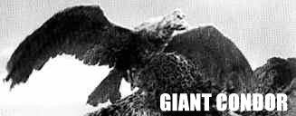 Giant Condor